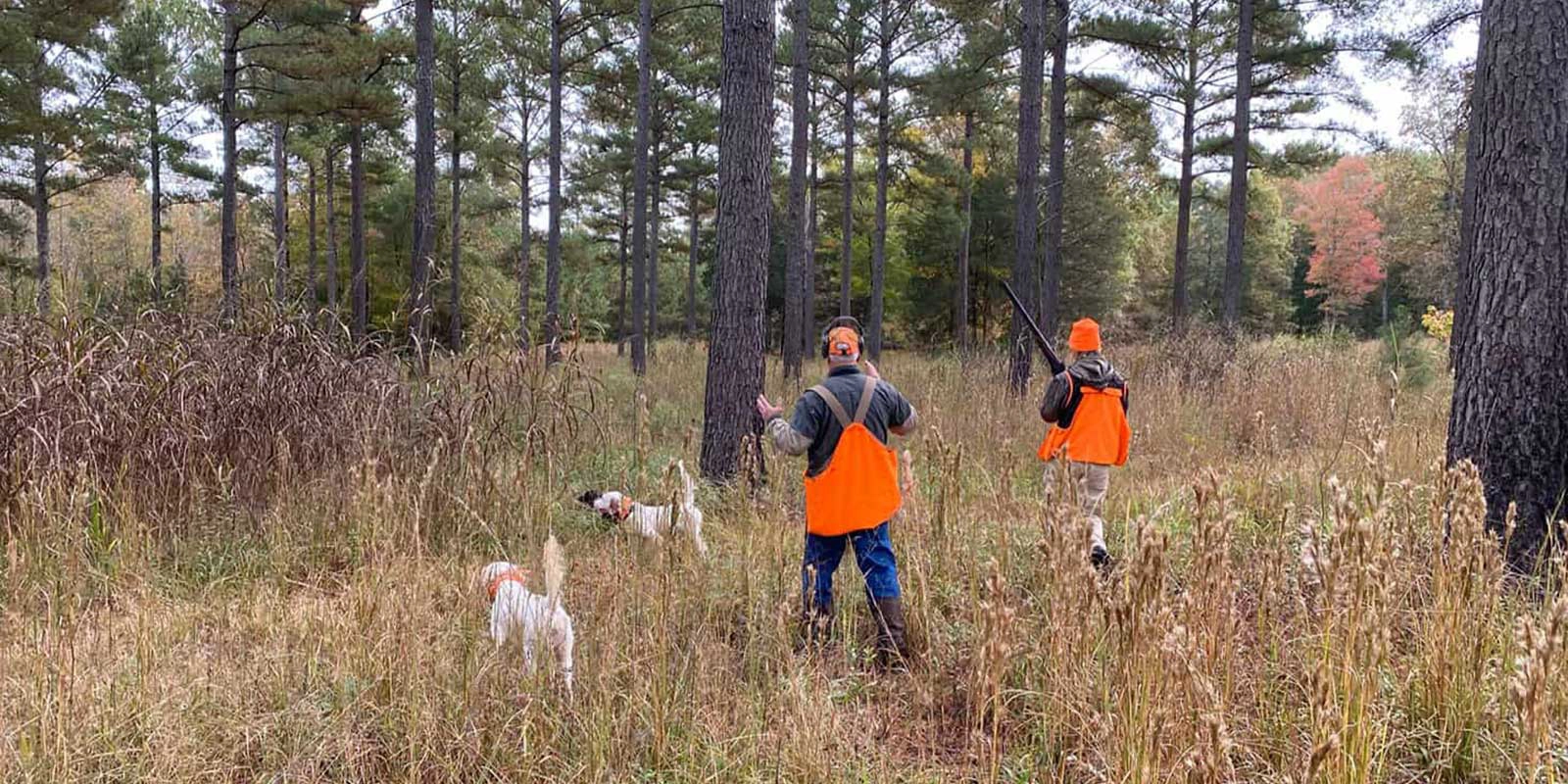 Introduction to Quail Hunting|quail hunting