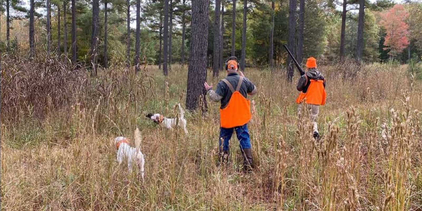 Introduction to Quail Hunting|uquail