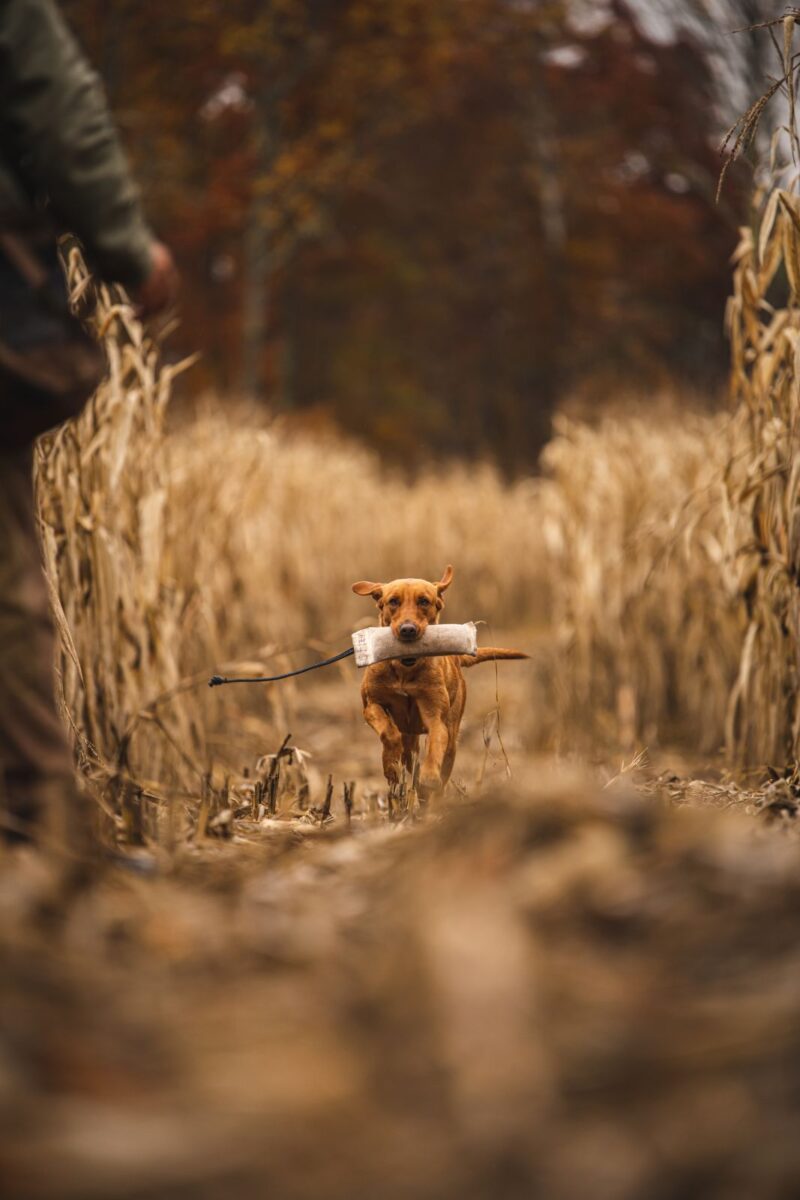 Premier Labrador and Retriever Gundog Training on the East Coast